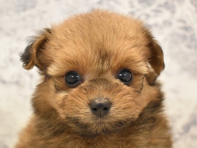 群馬県のハーフ犬・ミックス犬 (ペッツワン伊勢崎店/2024年5月13日生まれ/女の子/レッド)の子犬